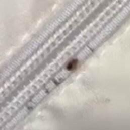 Bed bugs