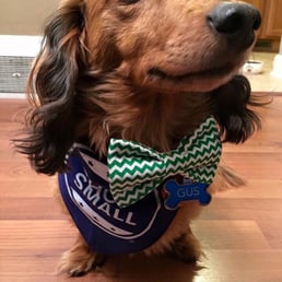 Our dachshund, Gus, with his green chevron bow tie and Shop Small bandana to support Small Business Saturday. Our dachshund, Gus, with his green chevron bow tie and Shop Small bandana to support Small Business Saturday.