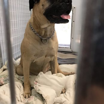 palisades animal hospital