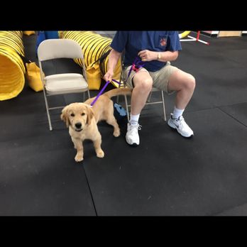 Ruffgers Dog University - STAR Puppy class at Ruffgers! - Pet Training Near Me - Naples, Florida Ruffgers Dog University - STAR Puppy class at Ruffgers! - Pet Training Near Me - Naples, Florida