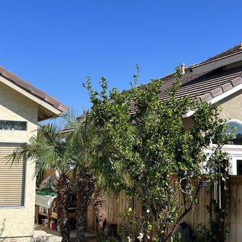 Angel Nice & Green Maintenance - After Palm removal - Tree Services Near Me Angel Nice & Green Maintenance - After Palm removal - Tree Services Near Me