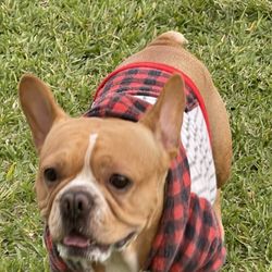 K9 Cove - A friend of mine at the cove, snazzy dresser.