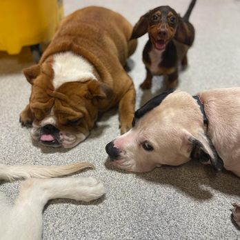 K9 Nanni - K9 Nanni Dog Boarding & Daycare - Dog Walkers Near Me - North Arlington, New Jersey