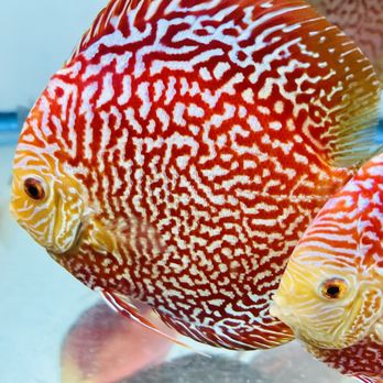Bay Area Discus - Local Fish Stores Near Me - San Jose, California