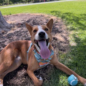 OC Animal Care - Dingo at the park, he has the nicest sweetest smile - Animal Shelters Near Me - Tustin, California OC Animal Care - Dingo at the park, he has the nicest sweetest smile - Animal Shelters Near Me - Tustin, California