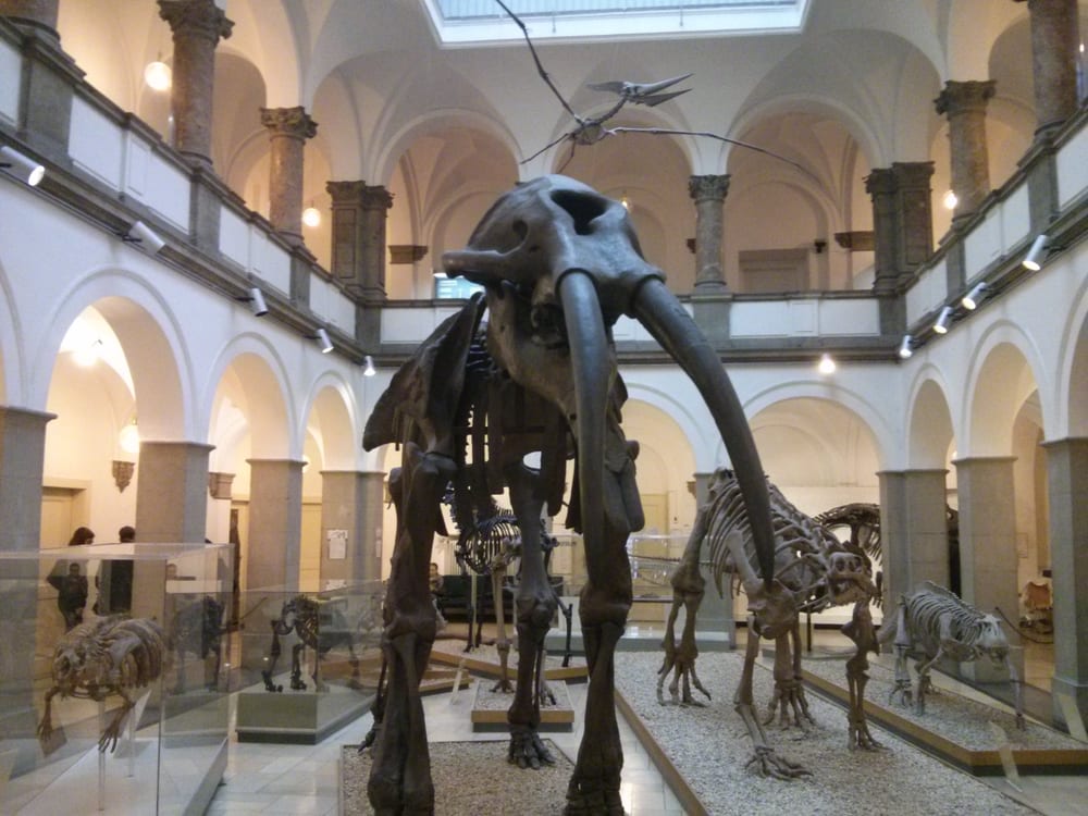 Paläontologisches Museum
