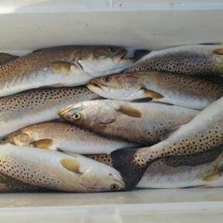 Fish On Guide Service - Ice chest on nice Trout.