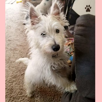 Jessica's Doggie Day Care - Pet Sitting Near Me Jessica's Doggie Day Care - Pet Sitting Near Me