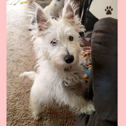 Jessica's Doggie Day Care