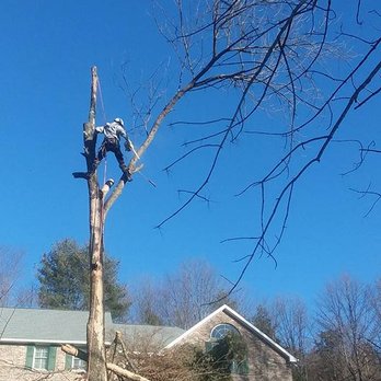 Worper Tree Service - Tree Services Near Me