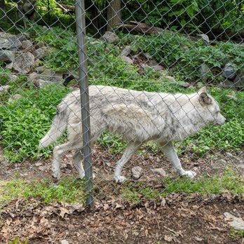 Lakota Wolf Preserve - Zoos Near Me - Columbia, New Jersey Lakota Wolf Preserve - Zoos Near Me - Columbia, New Jersey