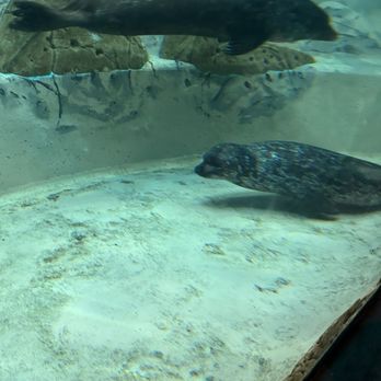 Jenkinson's Aquarium - Seal, one of them (the smaller guy) lost its right fin... so sad... - Aquariums Near Me - Point Pleasant Beach, New Jersey Jenkinson's Aquarium - Seal, one of them (the smaller guy) lost its right fin... so sad... - Aquariums Near Me - Point Pleasant Beach, New Jersey