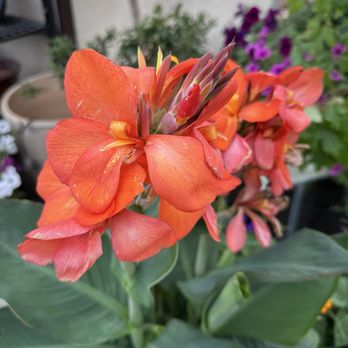 The Grove - flowers - Venues & Event Spaces Near Me - Delta, Colorado The Grove - flowers - Venues & Event Spaces Near Me - Delta, Colorado