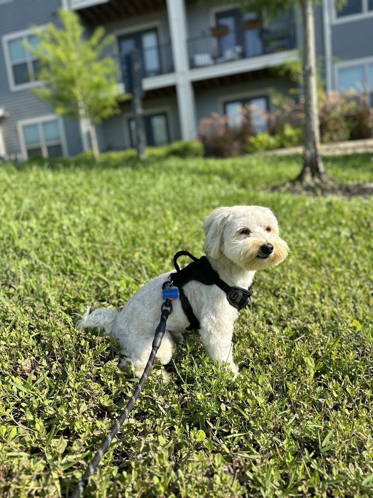 J’S PET GROOMING AKA ARTS AND BARKS Updated September 2024 16