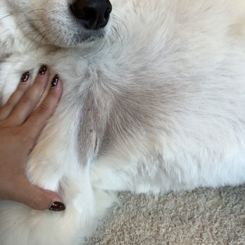 Williamsburg Pet Hotel & Suites - Shaved so close to the skin under the armpit. - Pet Groomers Near Me - Ballwin, Missouri Williamsburg Pet Hotel & Suites - Shaved so close to the skin under the armpit. - Pet Groomers Near Me - Ballwin, Missouri