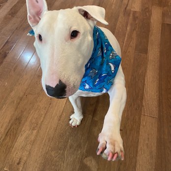 Camp Bow Wow Pittsburgh North - Lanie's pink nails by Christina - Pet Sitting Near Me - Pittsburgh, Pennsylvania Camp Bow Wow Pittsburgh North - Lanie's pink nails by Christina - Pet Sitting Near Me - Pittsburgh, Pennsylvania