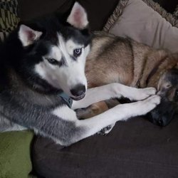 FurryFriends4Life