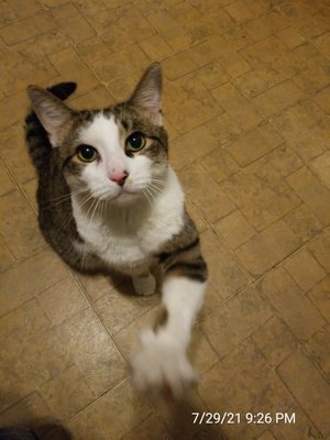 Cat Sitting Services - 20+ yrs experience.  Bonded and Insured.  References on request.