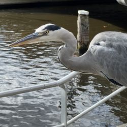 Aran - This guy has an eye on our food