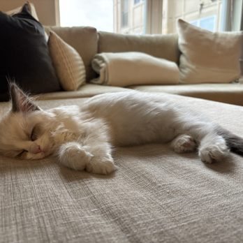 Ragdoll Tales - Pet Breeders Near Me - Armonk, New York Ragdoll Tales - Pet Breeders Near Me - Armonk, New York
