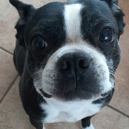 Happy dog, happy life! - A Boston Terrier with black and white fur is sitting on a tiled floor, looking directly at the camera with wide, expressive eyes.