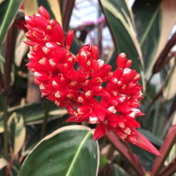 FLOWER WORLD - Updated June 2024 - 274 Photos & 194 Reviews - 9322