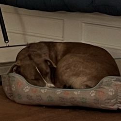 Pike Animal Welfare Shelter - Bella in my Chihuahuas bed! 