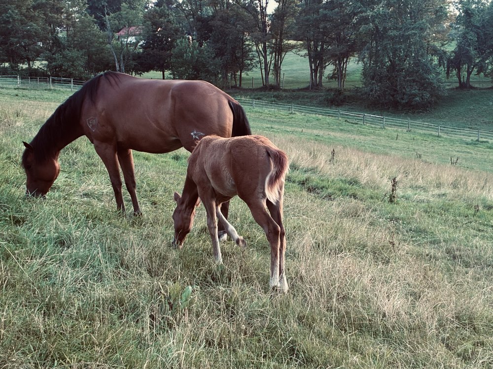Fallen Timber Stables - equestrian in Elizabeth, PA