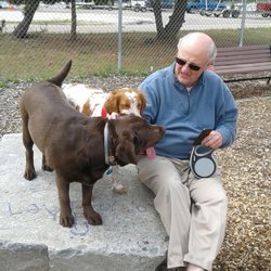 Kayla Jean Ricci Dog Park - Rosie-Roo the lab meets Luna the Brittany spaniel