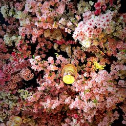 Cherry Blossom