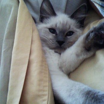 Ragmeister Ragdolls - Lola - Pet Breeders Near Me Ragmeister Ragdolls - Lola - Pet Breeders Near Me