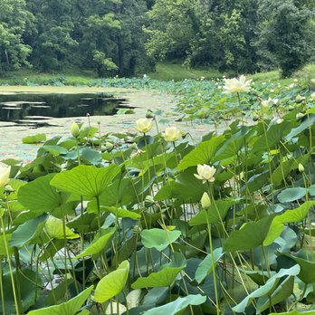 Edgar M. Queeny County Park - Pond - Hiking Near Me - Ballwin, Missouri