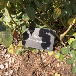 Queen Mary's Garden - Example of a varietal