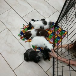 Pic A Pet Plus