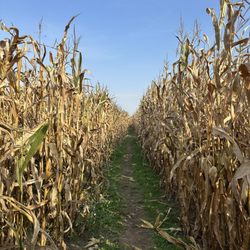 Knollbrook Farm - Inside the corn maze.
