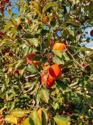 B.J. Reece Orchards by null
