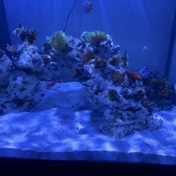 Discount Aquarium Fish and Reef - New (slightly used) tank
