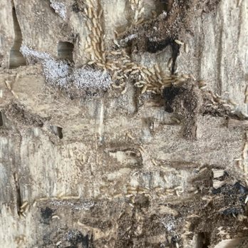 Inspecticore - Active termites from water damage - Home Inspectors Near Me - Smithtown, New York