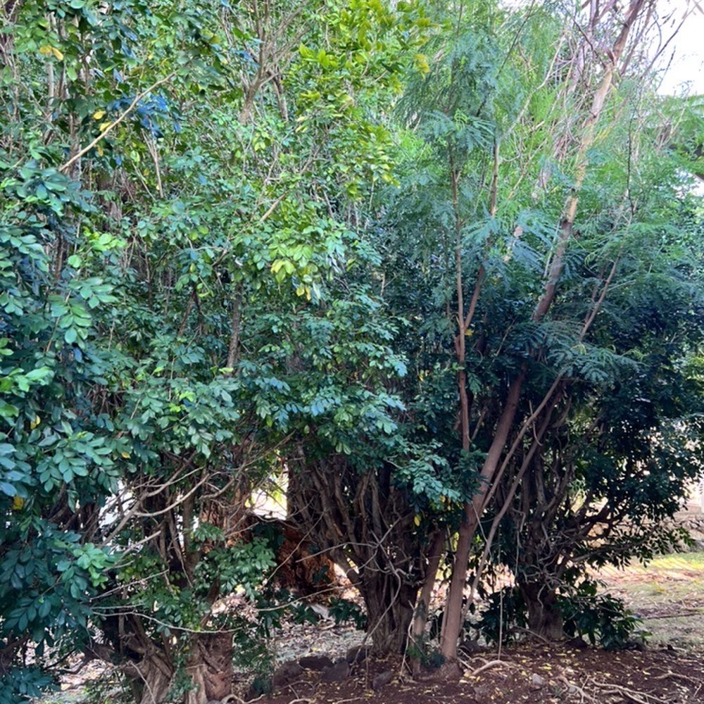 Treescape Hawaii - Tree Services Near Me - Ewa Beach, Hawaii Treescape Hawaii - Tree Services Near Me - Ewa Beach, Hawaii