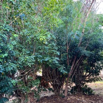 Treescape Hawaii - Tree Services Near Me - Ewa Beach, Hawaii