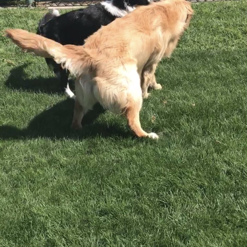 Montiel Dog Park - Dog Parks Near Me - San Marcos, California Montiel Dog Park - Dog Parks Near Me - San Marcos, California