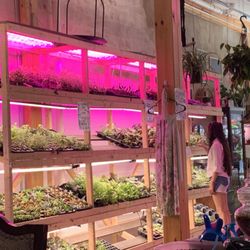Terrarium Plant Store