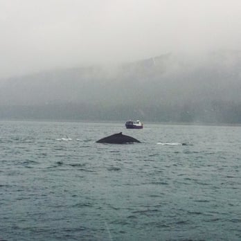 Orca Enterprises - Boating Near Me - Juneau, Alaska Orca Enterprises - Boating Near Me - Juneau, Alaska