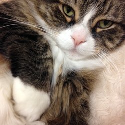 Canyon Hill Animal Hospital - Our clinic mascot, Mickey.