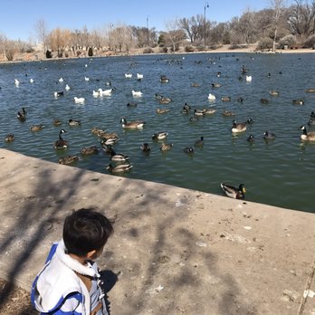 Tingley Beach - Lots of ducks, oh and their poop too. Yay!! - Beaches Near Me - Albuquerque, New Mexico