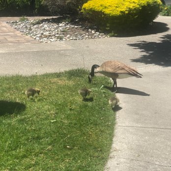 Amador Lakes Apartments - Geese with her babies - Apartments Near Me - Dublin, California Amador Lakes Apartments - Geese with her babies - Apartments Near Me - Dublin, California