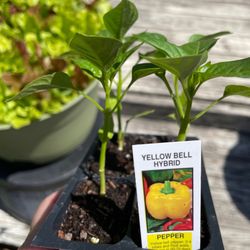 London Bridge Greenhouses & Nursery - Wonderful variety of vegetable plants