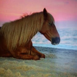 Assateague Island a beautiful place to sit, relax, and enjoy all the ocean has to offer.