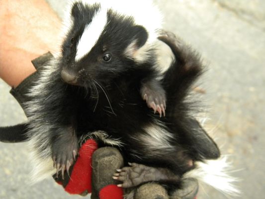 Blue Ridge Wildlife & Fisheries Management