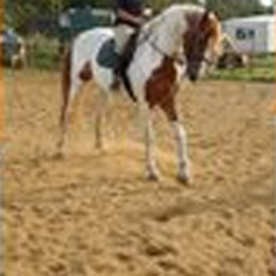 Chestnut Farm Equestrian Centre - sorce:https://chestnutequestrian.vpweb.co.uk/-CHESTNUT FARM EQUESTRIAN CENTRE EDUCATION, CONSIDERATION AND CARE